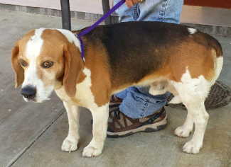 This male beagle-basset hound mix is in kennel No. 10, ID No. 5337. Photo courtesy of Lake County Animal Care and Control. 17beaglehound