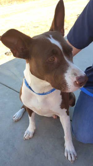 “Cinnamon” is a female hound-pit bull terrier mix in kennel No. 17, ID No. 6156. Photo courtesy of Lake County Animal Care and Control. 17cinnamondog