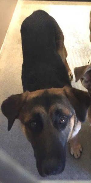 This male German Shepherd mix is in kennel No. 17, ID No. 5392. Photo courtesy of Lake County Animal Care and Control. 17maleshepherdmix