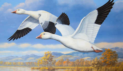 A painting by Guy Crittenden of Richmond, Va., has been chosen as the winner of the 2016 California Duck Stamp Art Contest. The painting, which depicts a pair of lesser snow geese, will be the official design for the 2016-2017 stamp. 2016duckstampcrittenden