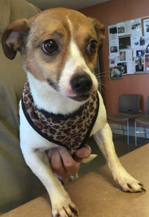 This female Chihuahua mix is in kennel No. 20, ID No. 5068. Photo courtesy of Lake County Animal Care and Control. 20whitetanchi