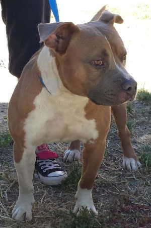 “Yohna” is a male pit bull terrier mix in kennel No. 22, ID No. 5303. Photo courtesy of Lake County Animal Care and Control. 22yohnadog