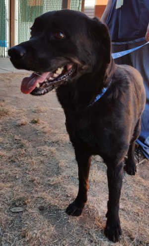 This male Rottweiler mix is in kennel No. 24a, ID No. 3557. Photo courtesy of Lake County Animal Care and Control. 24arottweiler