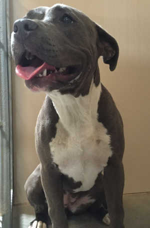“Storm” is a female pit bull terrier mix in kennel No. 24, ID No. 5363. Photo courtesy of Lake County Animal Care and Control. 24stormdog
