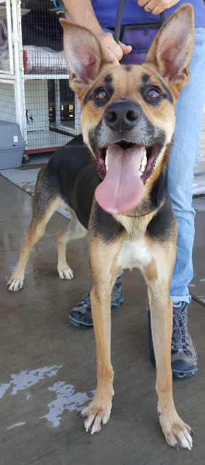 “Cooper” is a male shepherd mix in kennel No. 25, ID No. 5377. Photo courtesy of Lake County Animal Care and Control. 25coopernew