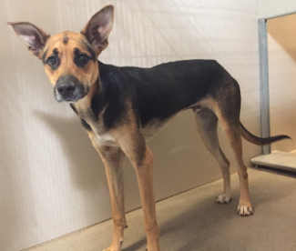 “Cooper” is a male shepherd mix in kennel No. 25, ID No. 5377. Photo courtesy of Lake County Animal Care and Control. 25coopershepherd