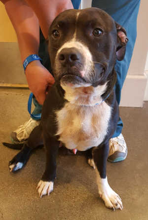 “Roadie” is a male pit bull terrier in kennel No. 26, ID No. 5558. Photo courtesy of Lake County Animal Care and Control. 26roadie