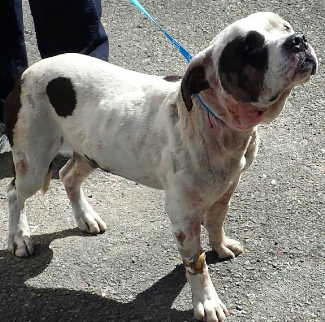 This male pit bull terrier mix is in kennel No. 27, ID No. 5350. Photo courtesy of Lake County Animal Care and Control. 27blackwhitepit
