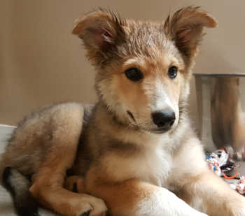This collie mix puppy is in kennel No. 27, ID No. 5521. Photo courtesy of Lake County Animal Care and Control. 27colliepup