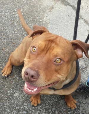 This male pit bull terrier mix is in kennel No. 28, ID No. 4850. Photo courtesy of Lake County Animal Care and Control. 28newbrownpit