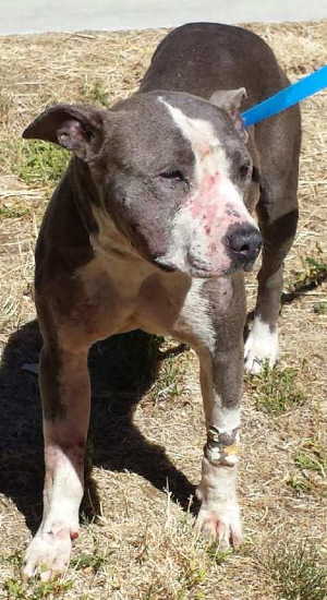 This female pit bull terrier mix is in kennel No. 29, ID No. 5349. Photo courtesy of Lake County Animal Care and Control. 29graywhitepit