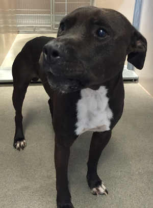 This male pit bull mix is in kennel No. 29, ID No. 5004. Photo courtesy of Lake County Animal Care and Control. 29pitbullmalemix