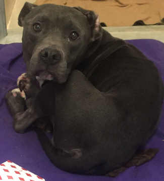 This male pit bull terrier mix is in kennel No. 2, ID No. 5170. Photo courtesy of Lake County Animal Care and Control. 2brownpit
