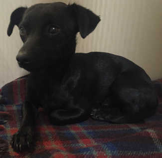 This male terrier mix is in kennel No. 30, ID No. 5076. Photo courtesy of Lake County Animal Care and Control. 30blackterrier