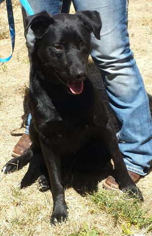 This male Labrador Retriever mix is in kennel No. 31, ID No. 5344. Photo courtesy of Lake County Animal Care and Control. 31blacklabmix