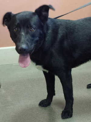 This male Labrador Retriever mix is in kennel No. 32, ID No. 5158. Photo courtesy of Lake County Animal Care and Control. 32labshepmix