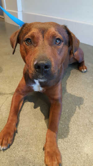 “LJ” is a female pit bull terrier and pug mix in kennel No. 3, ID No. 5561. Photo courtesy of Lake County Animal Care and Control. 3ljpitdog
