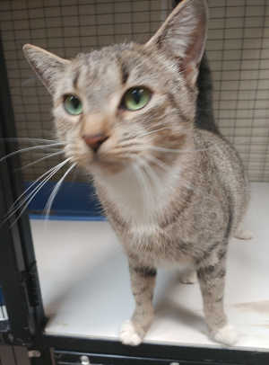 This female gray tabby cat is in cat room kennel No. 4, ID No. 6240. Photo courtesy of Lake County Animal Care and Control. 4adultbrowntabby