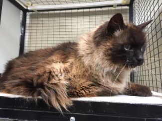 This female domestic medium hair mix is in cat room kennel No. 55, ID No. 5036. Photo courtesy of Lake County Animal Care and Control. 55siamesemix