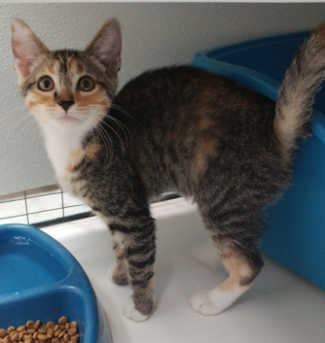 This female domestic short hair kitten is in cat room kennel No. 56a, ID No. 6422. Photo courtesy of Lake County Animal Care and Control. 56atabbykitten