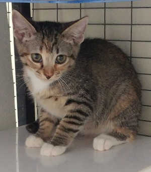This female domestic short hair kitten is in cat room kennel No. 56b, ID No. 6423. Photo courtesy of Lake County Animal Care and Control. 56btabbykitten
