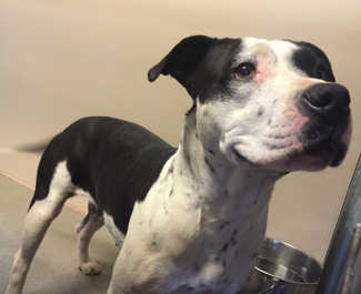 This female pit bull terrier mix is in kennel No. 5, ID No. 5378. Photo courtesy of Lake County Animal Care and Control. 5bwfemalepit