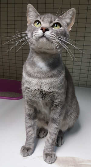 This female domestic short hair is in cat room kennel No. 120, ID No. 6416. Photo courtesy of Lake County Animal Care and Control. 6416tabby