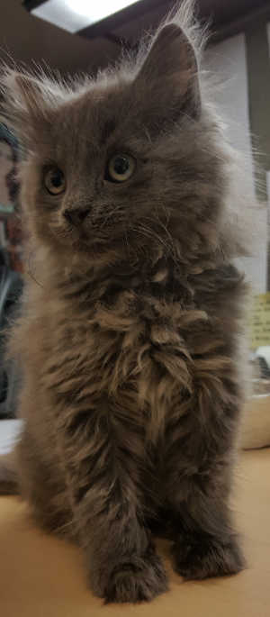 “Dusty” is a male domestic medium hair kitten in foster care, ID No. 6439. Photo courtesy of Lake County Animal Care and Control. 6439dusty