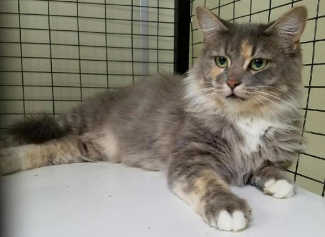 This female domestic medium hair in cat room kennel No. 111, ID No. 6459. Photo courtesy of Lake County Animal Care and Control. 6459tortie
