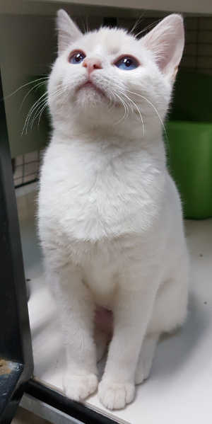 This domestic short hair kitten is in cat room kennel No. 15, ID No. 6473. Photo courtesy of Lake County Animal Care and Control. 6473whitekittennew