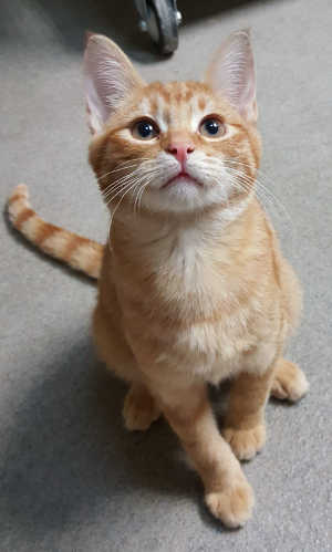 This male orange tabby kitten is in cat room kennel No. 122a, ID No. 6483. Photo courtesy of Lake County Animal Care and Control. 6483orangetabby