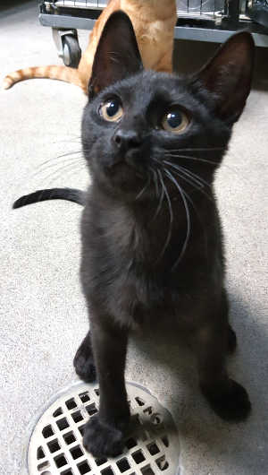 This male domestic short hair kitten is in cat room kennel No. 122b, ID No. 6484. Photo courtesy of Lake County Animal Care and Control. 6484blackkitten