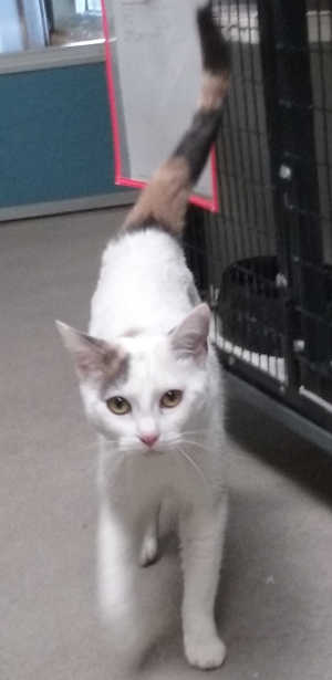 “Cleo” is a female domestic short hair cat in cat room kennel No. 49, ID No. 6501. Photo courtesy of Lake County Animal Care and Control. 6501cleo