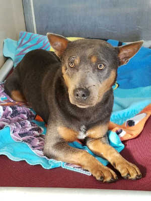 This female Australian Cattle Dog is in kennel No. 17, ID No. 6511. Photo courtesy of Lake County Animal Care and Control. 6511cowdogmix
