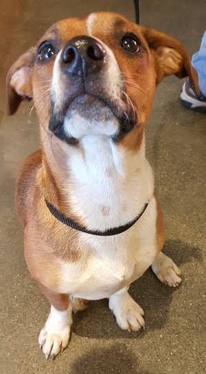 This female dachshund-terrier mix is in kennel No. 30a, ID No. 6531. Photo courtesy of Lake County Animal Care and Control. 6531beaglemix