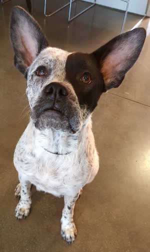 This female cattle dog-boxer mix is in kennel No. 30b, ID No. 6532. Photo courtesy of Lake County Animal Care and Control. 6532cattledogmix