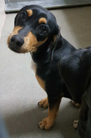 This female Vizsla mix is in kennel No. 6537, ID No. 22a. Photo courtesy of Lake County Animal Care and Control. 6537viszlamix
