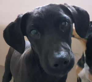 This male Vizsla mix is in kennel No. 22b, ID No. 6538. Photo courtesy of Lake County Animal Care and Control. 6538viszlapup