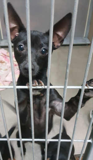 This adult female Chihuahua is in quarantine kennel No. 5, ID No. 6567. Photo courtesy of Lake County Animal Care and Control. 6567chihuahua