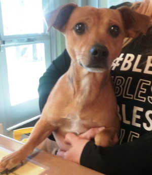 This male terrier mix is in kennel No. 5, ID No. 6568. Photo courtesy of Lake County Animal Care and Control. 6568terrier