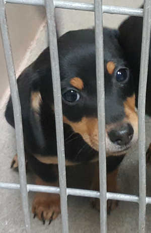 This male Chihuahua-dachshund mix puppy is in quarantine kennel No. 5a, ID No. 6569. Photo courtesy of Lake County Animal Care and Control. 6569chimixpup