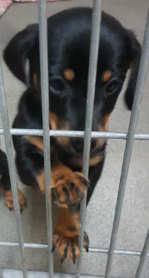 This female Chihuahua-dachshund mix puppy is in quarantine kennel No. 5b, ID No. 6570. Photo courtesy of Lake County Animal Care and Control. 6570chimixpup