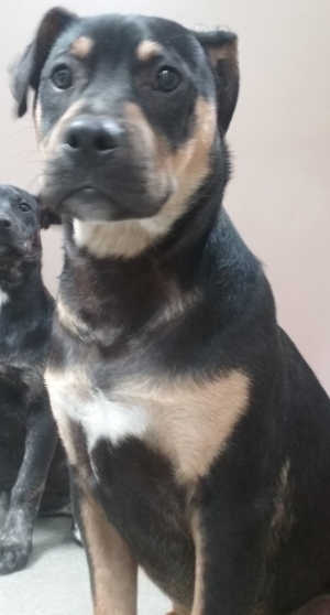 This male Rottweiler mix is in kennel No. 33a, ID No. 6571. Photo courtesy of Lake County Animal Care and Control. 6571rottmix