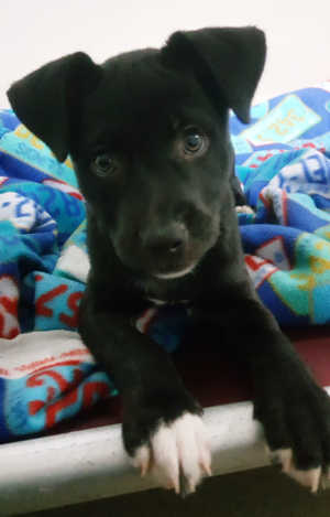 This female Labrador Retriever-pit bull mix puppy is in kennel No. 6, ID No. 6576. Photo courtesy of Lake County Animal Care and Control. 6576labpitpup