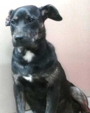 This female Rottweiler-hound mix is in kennel No. 33b, ID No. 6580. Photo courtesy of Lake County Animal Care and Control. 6580rottmixpup