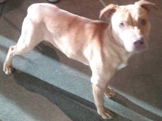 This young female Labrador Retriever-pit bull terrier in kennel No. 12, ID No. 6581. Photo courtesy of Lake County Animal Care and Control. 6581pitmix