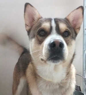 This male husky mix is in kennel No. 31, ID no. 6582. Photo courtesy of Lake County Animal Care and Control. 6582huskymix