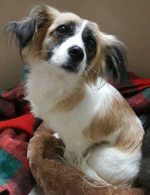 “Lucy” is a terrier mix in kennel No. 7a, ID No. 6597. Photo courtesy of Lake County Animal Care and Control. 6597terrierlucy