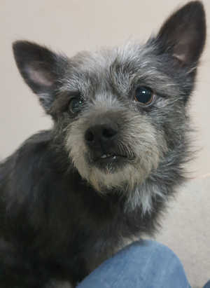 “Cappi” is a male terrier mix in kennel No. 6598, ID No. 7b. Photo courtesy of Lake County Animal Care and Control. 6598terriercappi