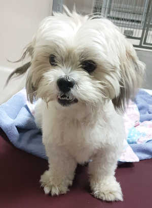 “Buddy” is a male Shih Tzu in kennel No. 3, ID No. 6599. Photo courtesy of Lake County Animal Care and Control. 6599shihtzubuddy